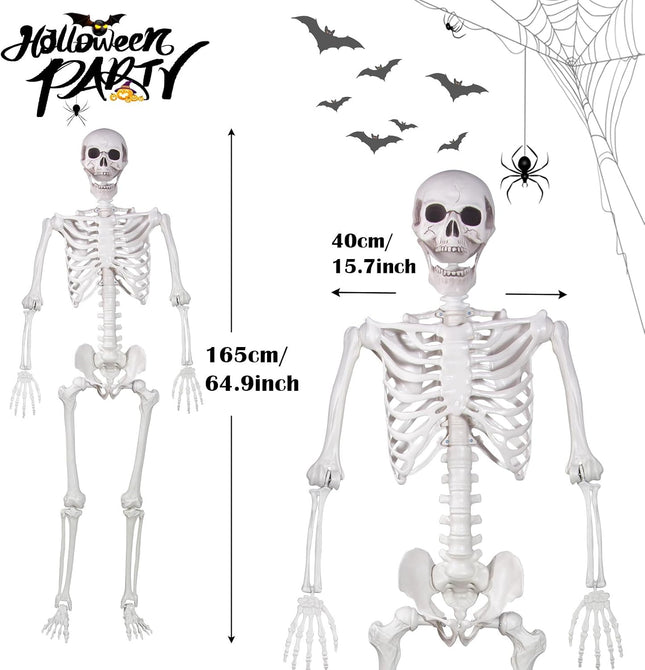 Halloween Skeleton, Realistic Life Size Skeleton with Movable Joints for Halloween Party Haunted House Indoor Outdoor Decoration (5.4Ft-1P)